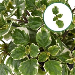 Afbeelding van Plectranthus P12 Coleoides